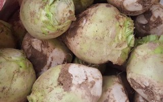 新鲜芥疙瘩叶子哪里有卖的,芥菜疙瘩哪里买