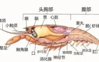 小龙虾哪里不能吃图解（龙虾哪些部位不能吃，小龙虾什么部位不）