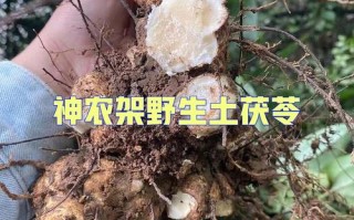 哪里出产的茯苓最好,伏苓哪里最好吃最正宗
