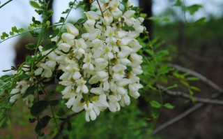 槐花是哪里（槐树是哪里来的）