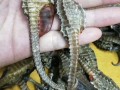 哪里海马效果最好（那里的海马最好）