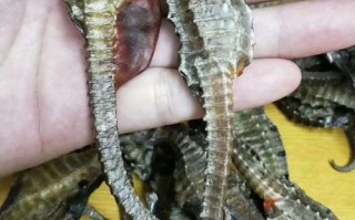 哪里海马效果最好（那里的海马最好）