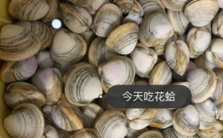 花蛤哪些部分能吃,