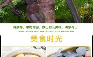 海底椰在哪里买（海底椰产地哪里最好）