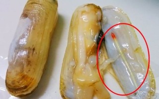蛏子哪里是不能吃的,蛏子哪里不能吃图解