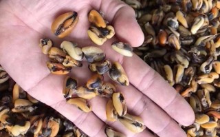 淡菜干哪里不能要（淡菜干哪里产的最好呢）