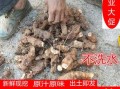 哪里出产的茯苓最好,茯苓产地中国哪里最好