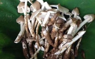 哪里有荔枝菌吃（哪里有荔枝菌吃的）