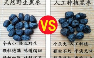 河北哪里产黑枣（蓝枣产地是哪里）