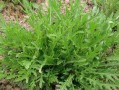芝麻菜哪里有卖的（芝麻菜哪里有卖的啊）