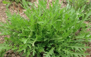 芝麻菜哪里有卖的（芝麻菜哪里有卖的啊）