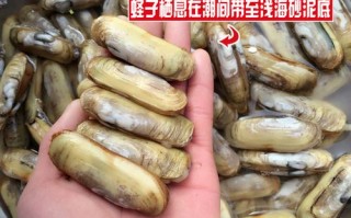 海贝吃哪里（海贝哪些部位能吃）