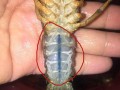 龙虾的虾线在哪里（小龙虾的虾线是什么）