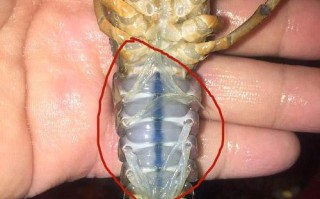 龙虾的虾线在哪里（小龙虾的虾线是什么）