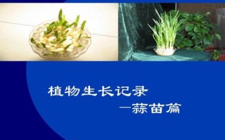 青蒜苗哪里有（买的青蒜苗上有蓝色的颜色是什么）