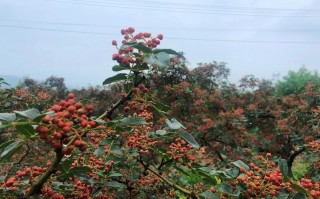花椒哪里最好（全国花椒哪里最好）