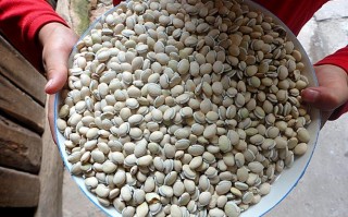 白扁豆种子哪里有卖,哪里的白扁豆好?