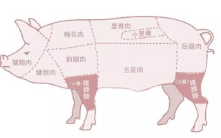 猪展在哪里（猪展是哪里）
