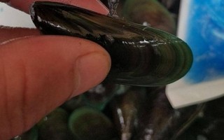 青口哪里不能吃（青口哪里不能吃狗肉）