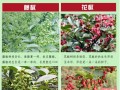 哪里的花椒最麻（哪里的花椒最麻）