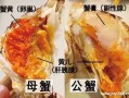 梭子蟹蟹膏在哪里（螃蟹的蟹膏是什么）