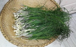 野蒜头家常做法,野蒜哪里有