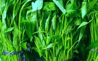 空心菜 是哪里的（空心菜是哪里的菜）