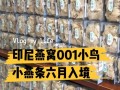 怎样在印尼买燕窝往回带,印尼燕窝在印尼哪里卖的