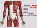 肋腩是哪里（肋腩肉是哪个部位）