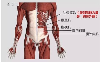 肋腩是哪里（肋腩肉是哪个部位）