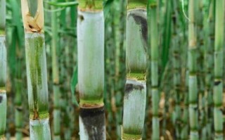 甘蔗哪里好（甘蔗哪里好吃又甜）