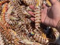 斑节虾是哪里的（斑节虾是什么）