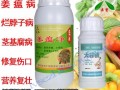 姜地消毒杀菌哪种药好,药姜哪里的最好吃