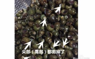 田螺哪里不能吃图解（田螺为什么不能吃）