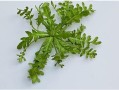 北方哪里卖荠菜（北方有荠菜吗）