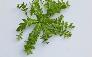 北方哪里卖荠菜（北方有荠菜吗）