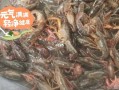 下龙虾吃哪里好吃（下龙虾用什么饲料好）