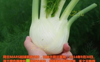 球茎茴香 哪里买（球茎茴香 哪里买的到）