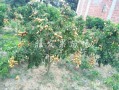 冰糖黄皮果树种植技术,哪里有冰糖黄皮苗卖啊