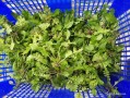 荠菜哪里有得卖（荠菜哪里有得卖啊）