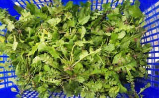 荠菜哪里有得卖（荠菜哪里有得卖啊）