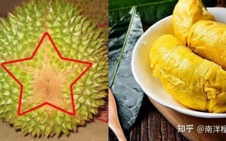 榴莲除了果肉还有哪里可以吃,榴莲哪里能吃图解
