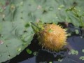 哪里产的芡实比较好（什么地方产的芡实最好）