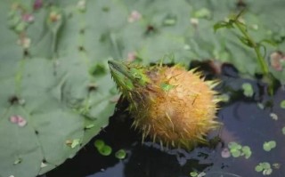 哪里产的芡实比较好（什么地方产的芡实最好）