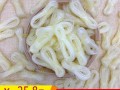 哪里能买到魔芋结（市场哪里有卖魔芋结的）