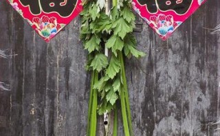 宁波哪里有艾蒿（宁波端午节挂门上的是什么）