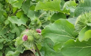 牛蒡是哪里（牛蒡是哪里特产）