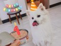 领盟蛋糕怎么样（东岛银狐怎么样有知道的大师可否进来指点下）
