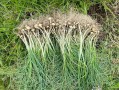 野葱花哪里卖（内蒙古野葱花酱怎么做）