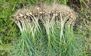 野葱花哪里卖（内蒙古野葱花酱怎么做）